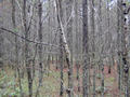 #2: Pine Thicket