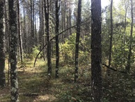 #7: View to the south from the confluence point. 