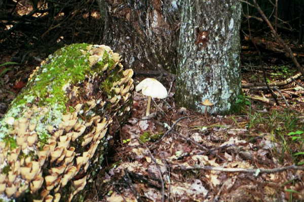 Lots and lots of fungus...