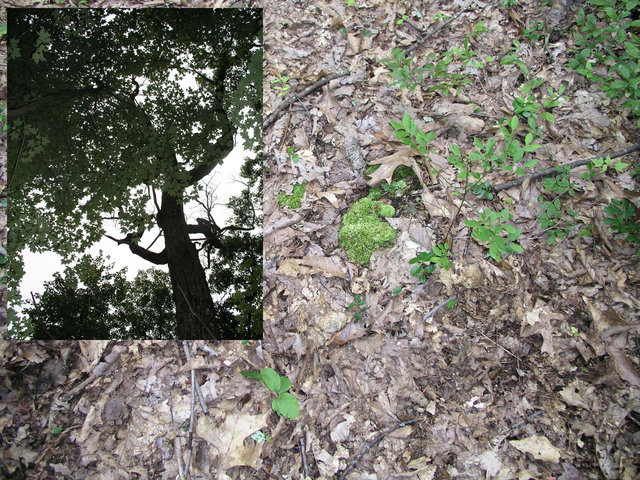 Up and down:  Ground cover and tree canopy at 38N 80W.