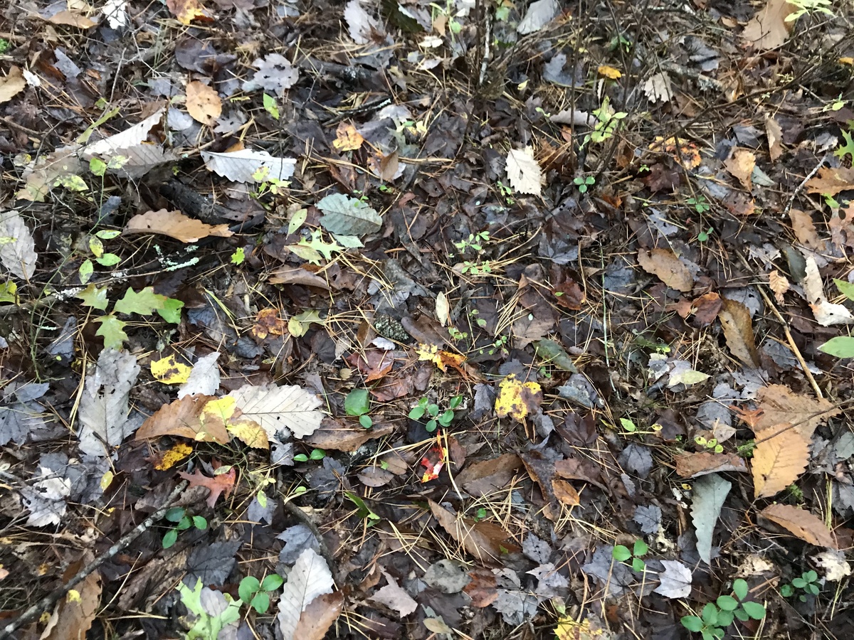 Ground cover at confluence point. 