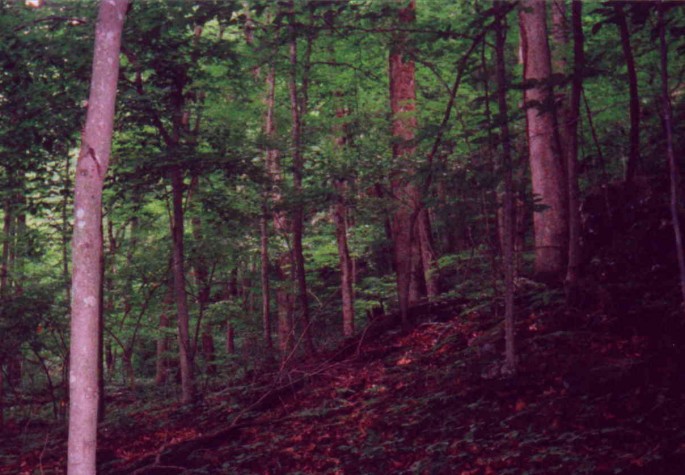 View to West with stream to the left.