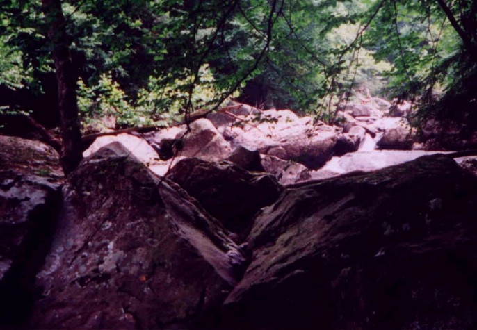 The confluence is about 20 meters to the left in the trees and up the hill.