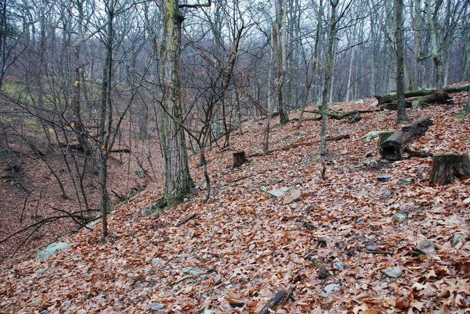 General view - CP 10 meters away and looking toward the East