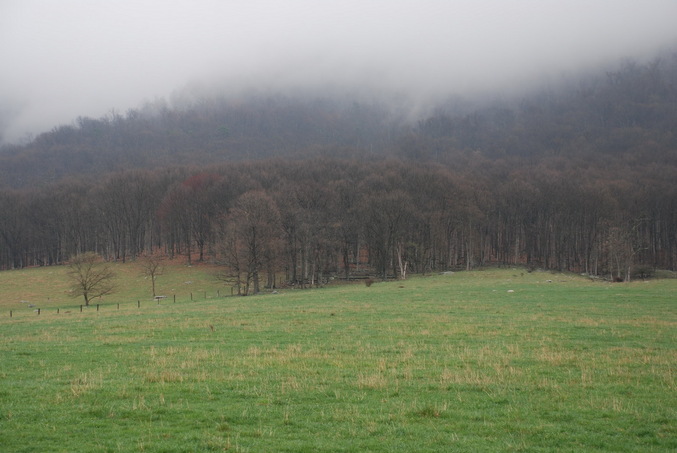 The field and the woods where CP is located