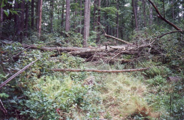 Cut trees intentionally placed over an old logging trail.