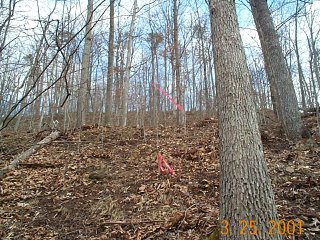#1: Mixed hardwoods on the hillside location of N39-W81 in Gilmer County, WV.