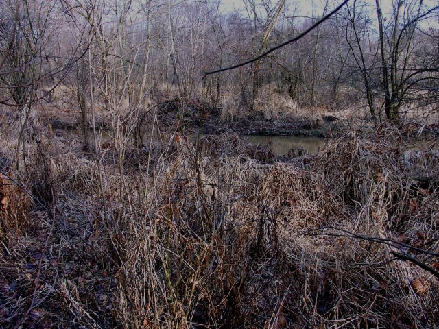 A view from the confluence point.