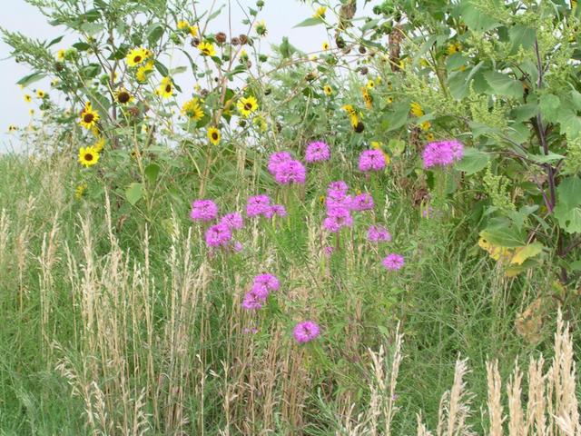 Post-confluence sightseeing:  Nebraska wildflowers