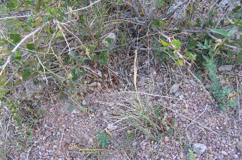 Stones and vegetation on the ground at the confluence.