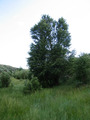 #7: Distinctive tree just to south of confluence