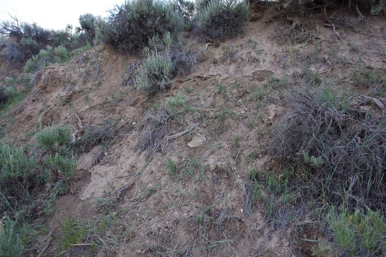 Ground cover at the confluence point - on a creek bank