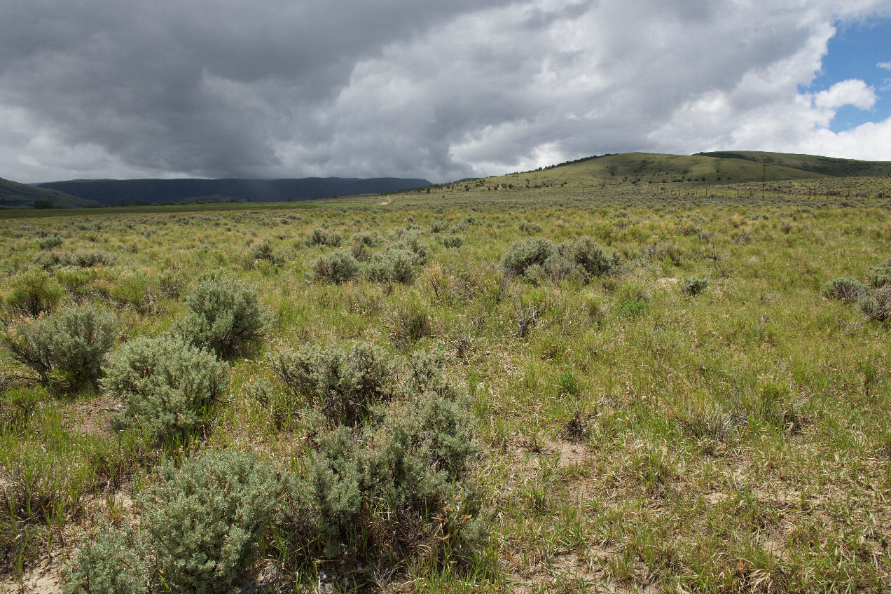 The confluence point lies in sagebrush, just 200 feet East of a rural dirt road.  (This is also a view to the South, towards Utah, just 0,2 miles away.)