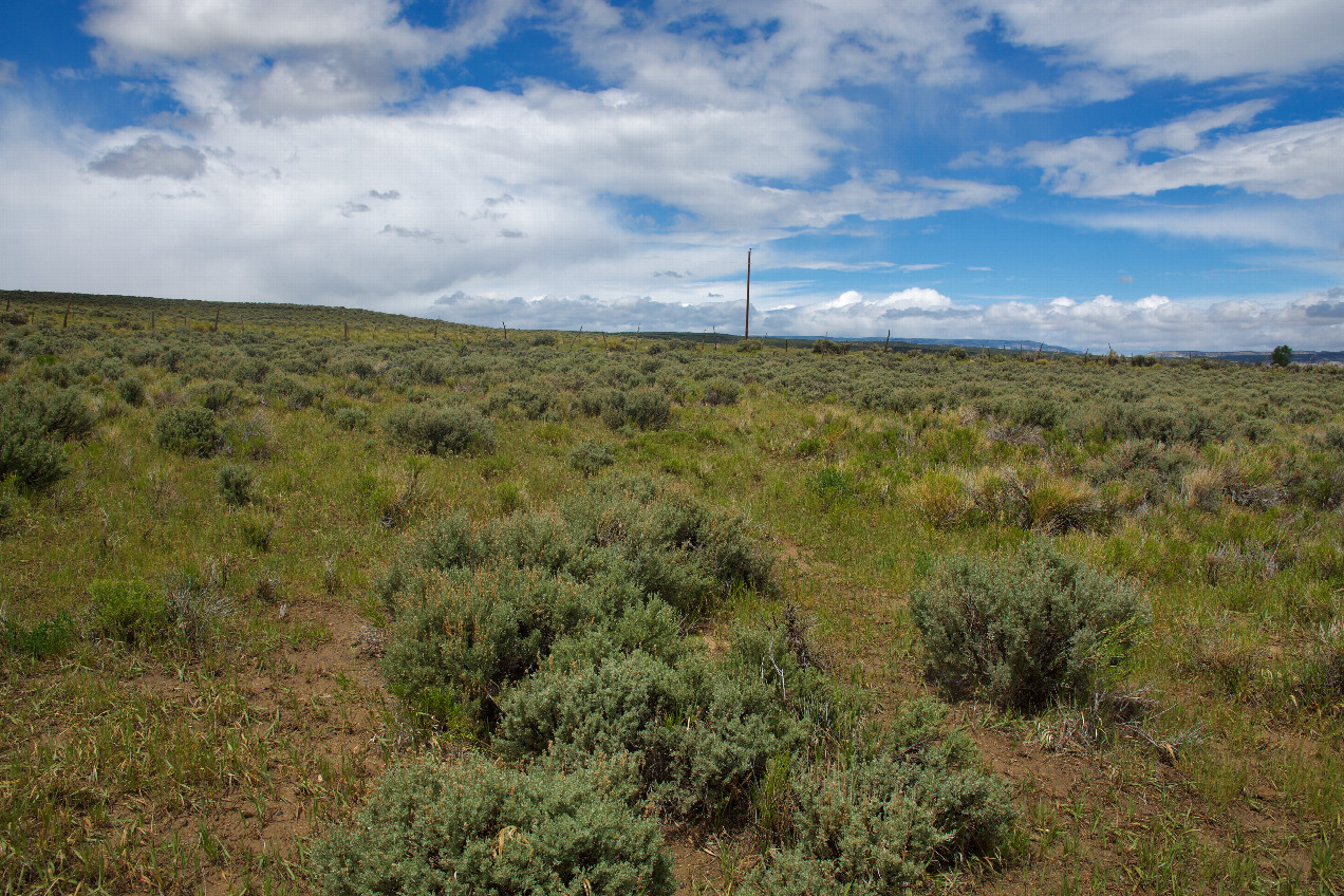 View West (towards a rural dirt road, just 200 feet away)