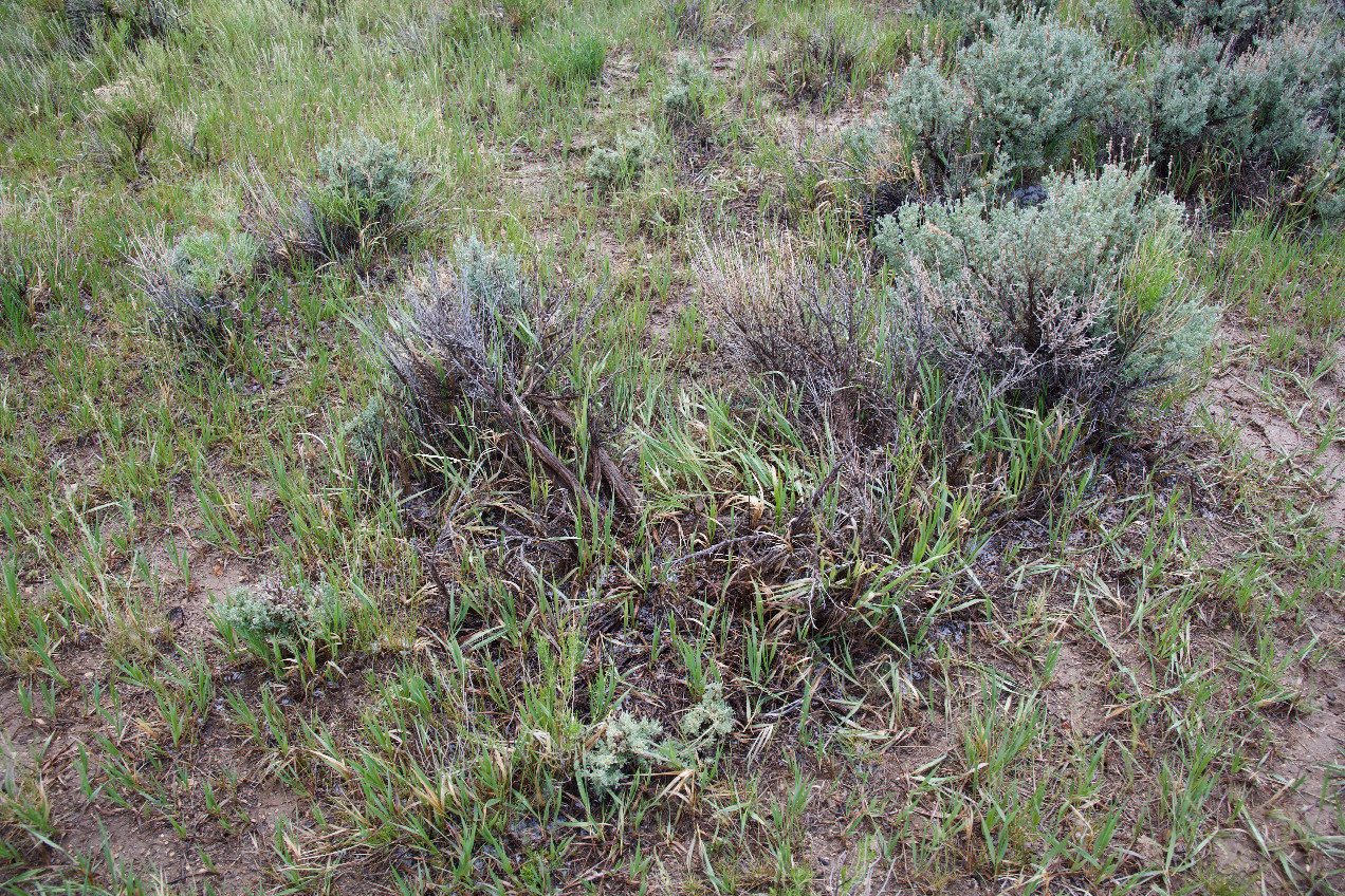 Ground cover at the confluence point