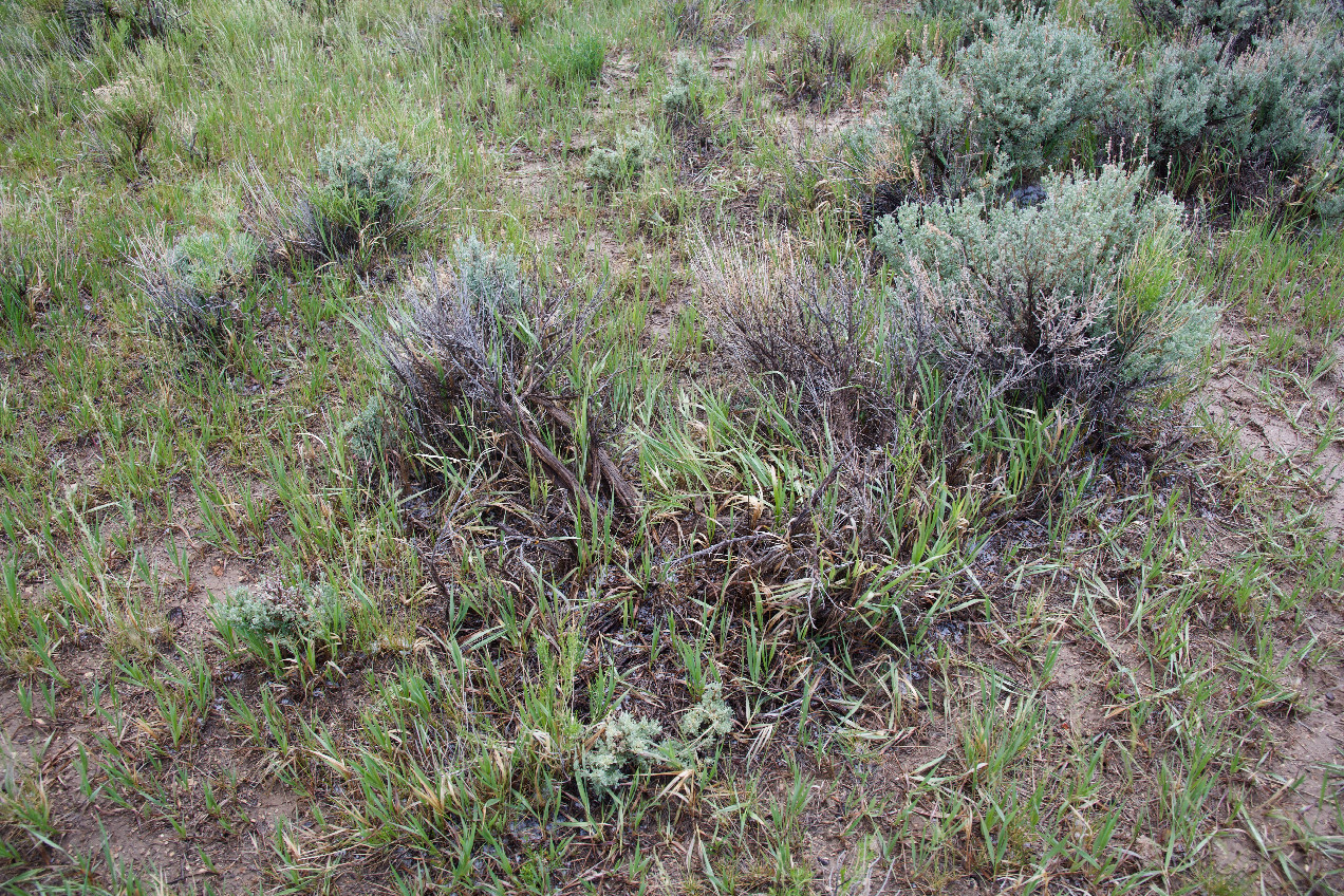 Ground cover at the confluence point