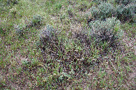 #5: Ground cover at the confluence point