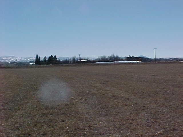 Alfalfa field