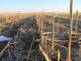 #2: View of the ground and to the north from 42 North 105 West.