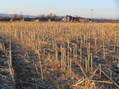 #4: View to the southwest showing the nearest farmhouse.