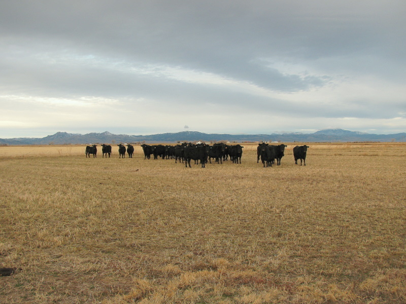 Black Angus cows west of Ayers Road