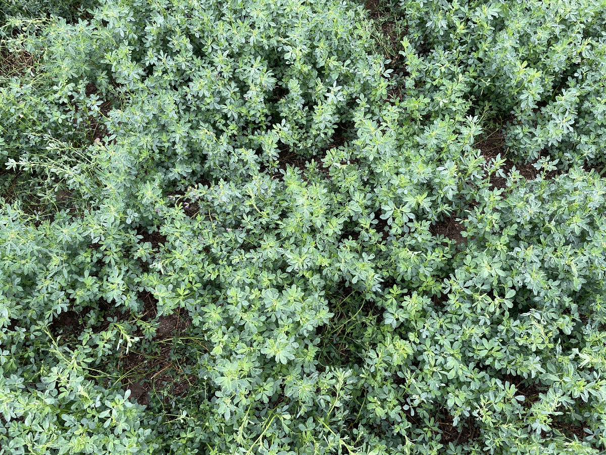 Ground cover (alfalfa)