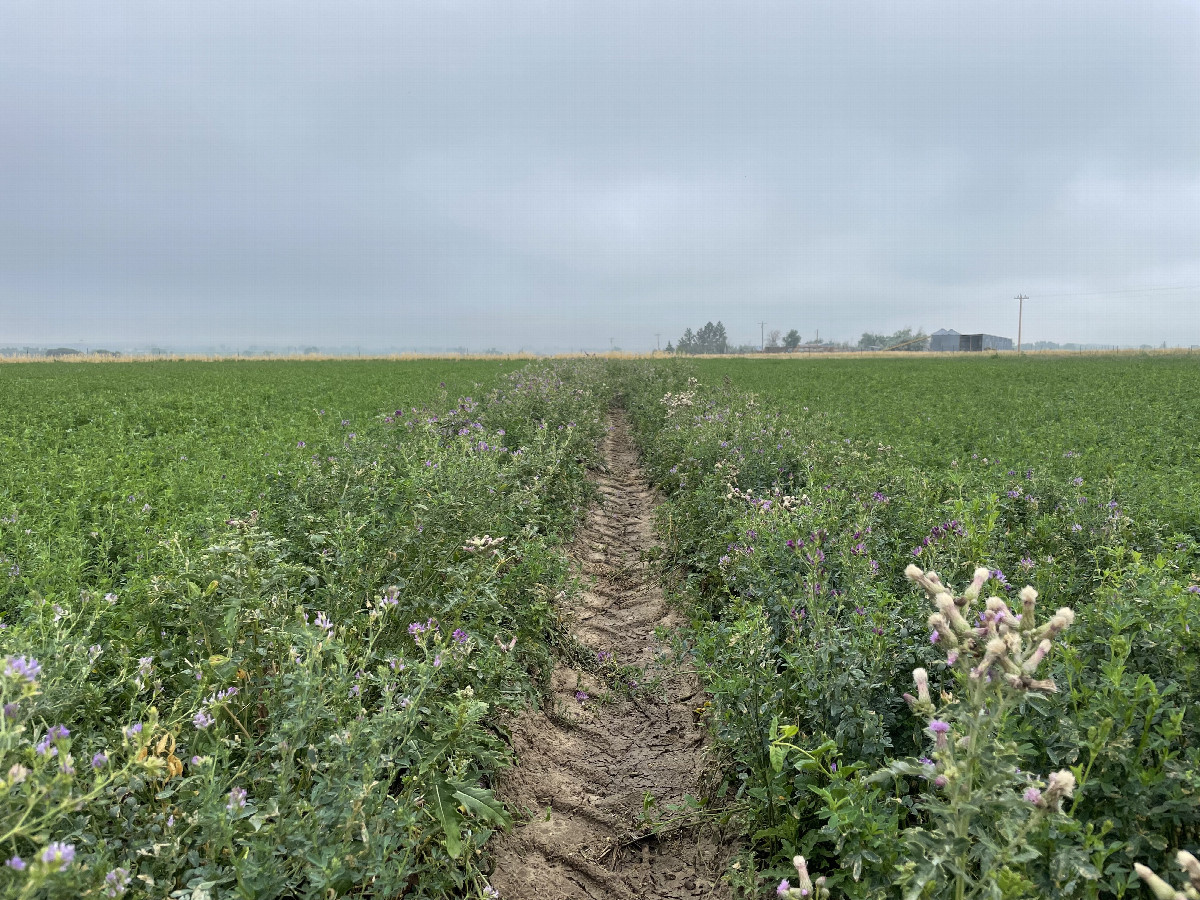 My route in and out: the tire track of the pivot irrigation system