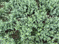 #6: Ground cover (alfalfa)