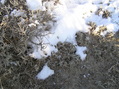 #7: Snow and sage:  Groundcover at the confluence site.