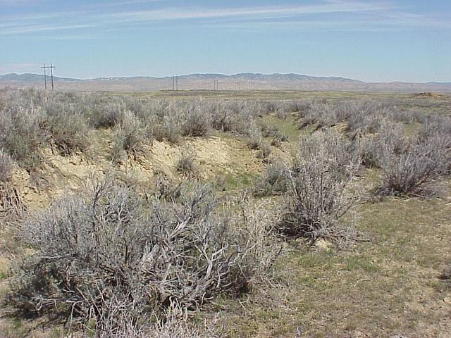 Confluence of 42 North 107 West, looking north down the gully.