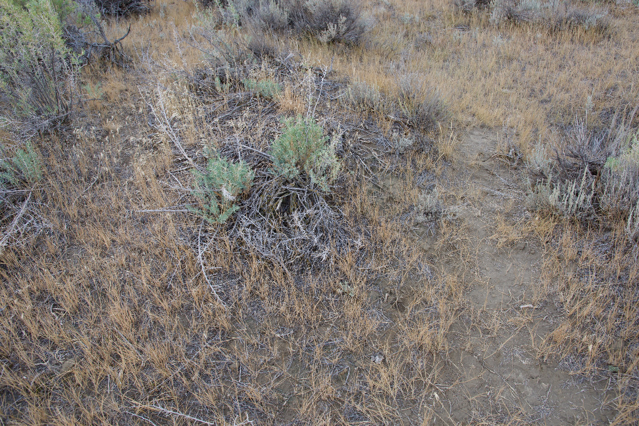 Ground cover at the confluence point