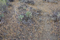 #5: Ground cover at the confluence point