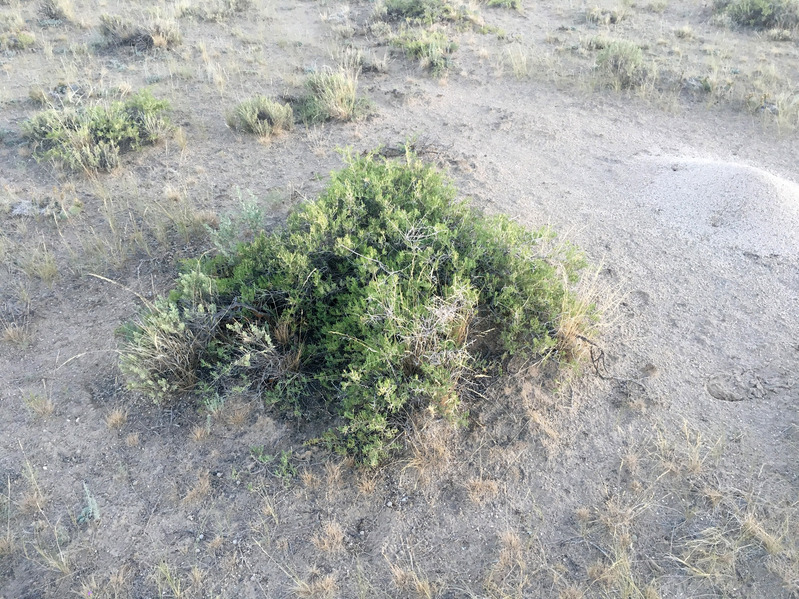 Ground Cover showing typical bush at zeropoint