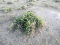 #6: Ground Cover showing typical bush at zeropoint