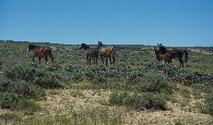 #5: A herd of wild horses, seen as I was leaving the area