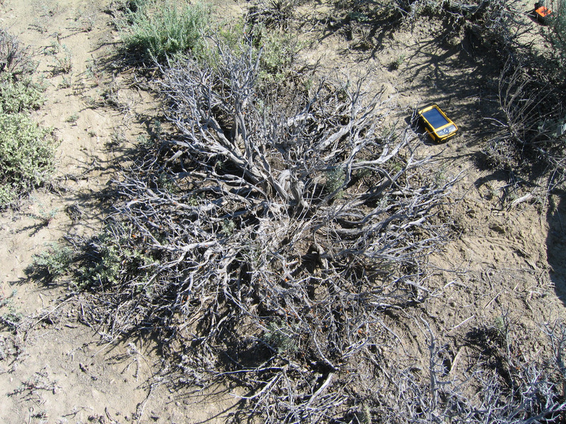 Ground Cover and bush and zeropoint