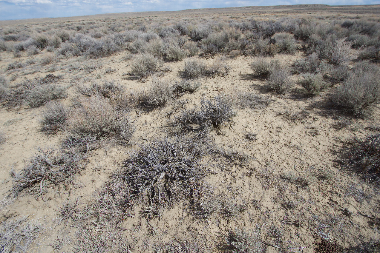 Ground cover at the confluence point