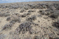 #5: Ground cover at the confluence point