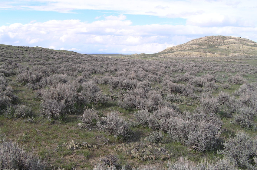 View to the north from the confluence.