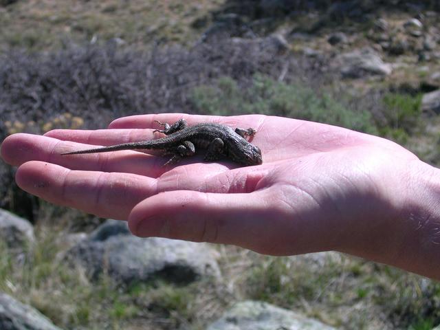 Bob, the confluence-guarding lizard