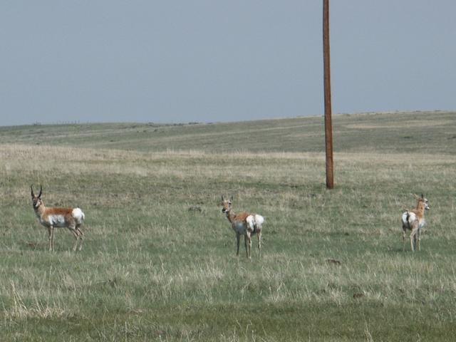 Antelope