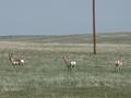 #4: Antelope