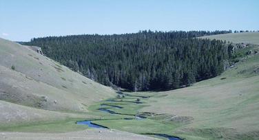 #1: looking south - the confluence is somewhere along the ridge top to the right of the pine trees; the stream is the North Fork of the Powder River just below its outlet from the Dullknife Reservoir