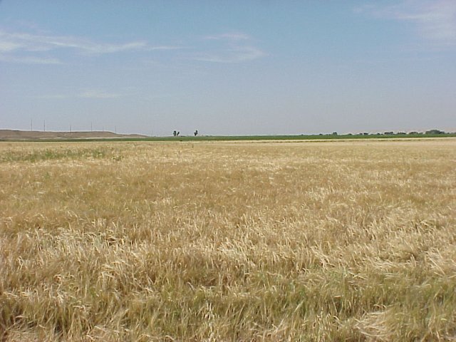 Confluence is 52 meters into this barley field.