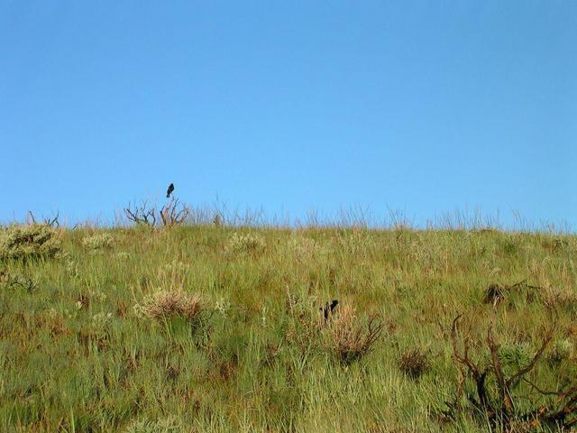 Looking West from site, cannot see over top of gully.