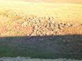 #5: The confluence site, located on the side of a gully.  Picture is taken looking toward West.