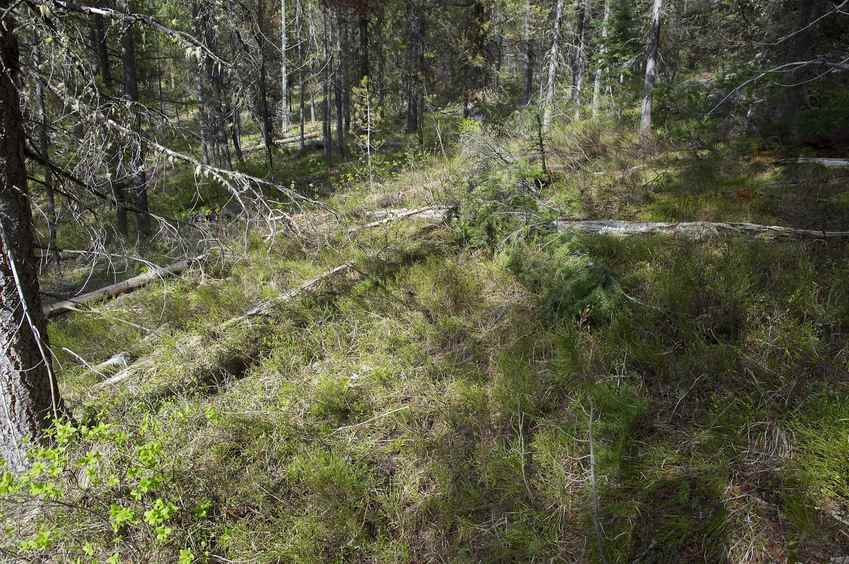 The confluence point lies in a pine forest