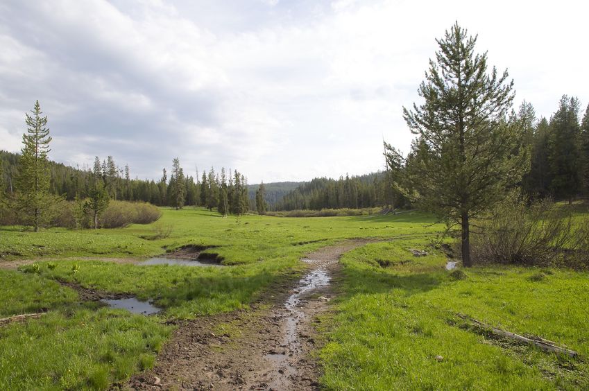 Coyote Meadows (about 0.3 miles from the confluence point) 