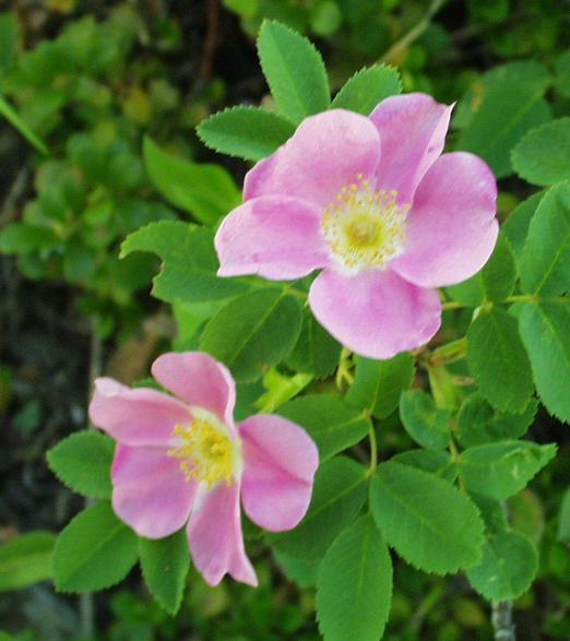 wild roses found near the confluence