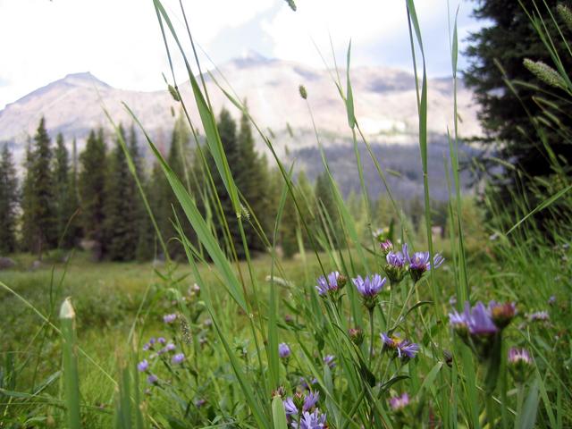 Flowers along the way